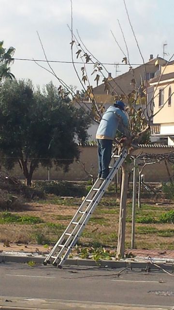 Ciudadanos denuncia que el Ayuntamiento de San Pedro del Pinatar incumple la ley de seguridad, higiene y salud laboral al no proteger al personal encargado de la poda de los árboles - 3, Foto 3