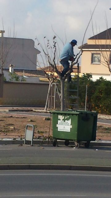Ciudadanos denuncia que el Ayuntamiento de San Pedro del Pinatar incumple la ley de seguridad, higiene y salud laboral al no proteger al personal encargado de la poda de los árboles - 4, Foto 4