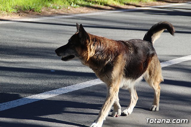 Agentes de la Policía Local recuperan un perro perdido en el paraje de La Santa y consiguen localizar a su propietario para entregárselo, Foto 1