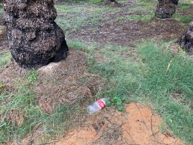 El PP propone sacar del actual estado de abandono el palmeral de Zaraiche - 3, Foto 3