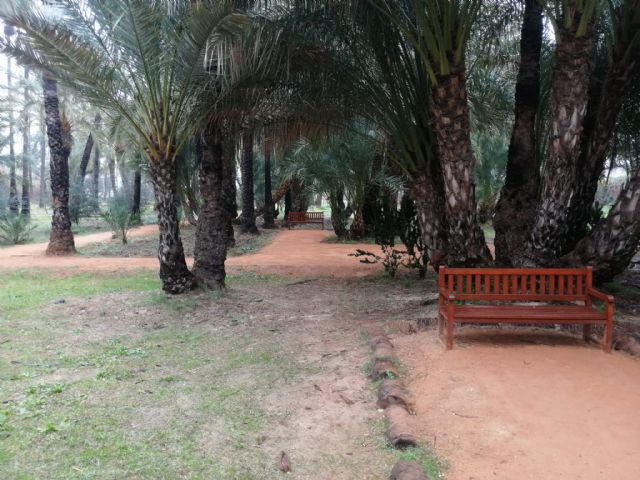 El Ayuntamiento trabaja en la elaboración del proyecto para recuperar el Palmeral Chico de Santiago y Zaraíche - 1, Foto 1