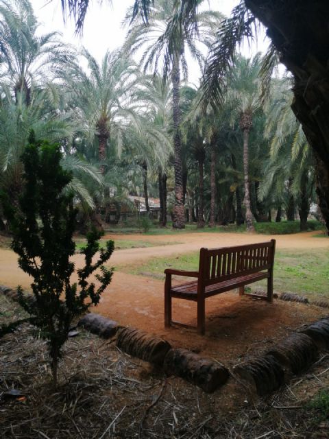 El Ayuntamiento trabaja en la elaboración del proyecto para recuperar el Palmeral Chico de Santiago y Zaraíche - 2, Foto 2