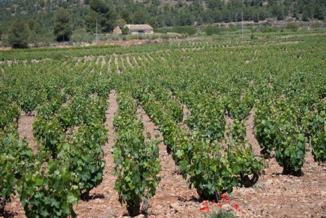 Bullas en la III Edición de los Premios Nacionales de Enoturismo Rutas del Vino de España convocados por ACEVIN - 1, Foto 1