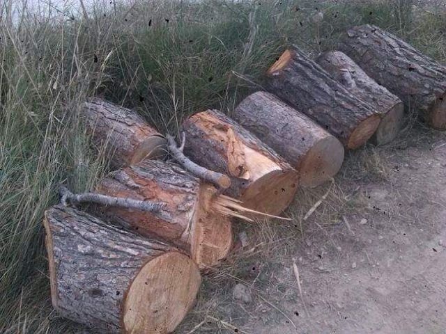 IU-Verdes denuncia una nueva tala de pinos y especies protegidas en el 'paraje del Argaz' - 1, Foto 1