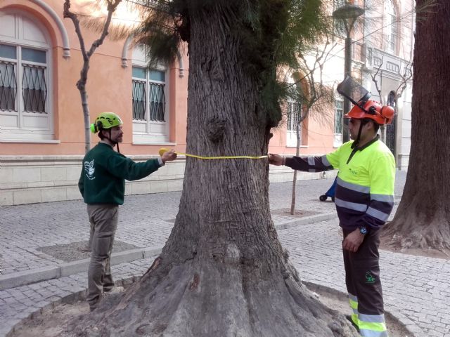 Parques y Jardines revisa los cerca de 700 árboles singulares de Murcia y pedanías - 1, Foto 1