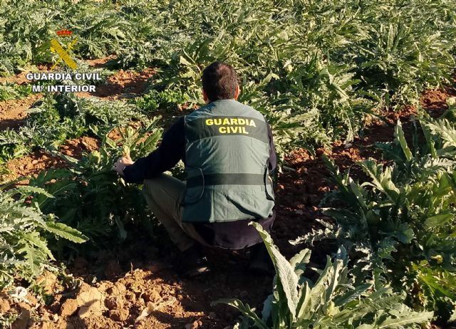 La Guardia Civil desmantela un grupo delictivo dedicado a la sustracción de alcachofa en Torre Pacheco - 1, Foto 1