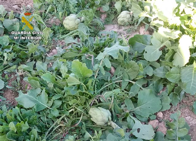 La Guardia Civil desmantela un grupo delictivo dedicado a la sustracción de alcachofa en Torre Pacheco - 2, Foto 2