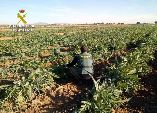 La Guardia Civil desmantela un grupo delictivo dedicado a la sustracción de alcachofa en Torre Pacheco - 4, Foto 4