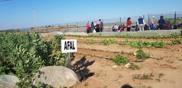 Familiares y personas con Alzheimer de la asociación AFAL Cartagena y comarca han comenzado esta tarde a recolectar los productos hortícolas - 1, Foto 1