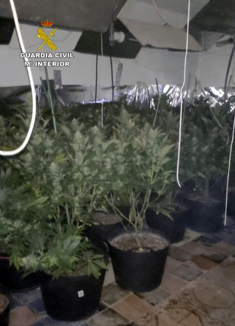 La Guardia Civil desarticula un grupo criminal dedicado al cultivo y tráfico de droga al menudeo en Murcia - 4, Foto 4