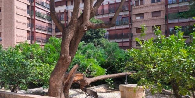 La concejalía de Parques y Jardines llevará a cabo, este mes, una actuación de preservación del ejemplar de jacaranda del jardín del Palacio de Guevara - 2, Foto 2