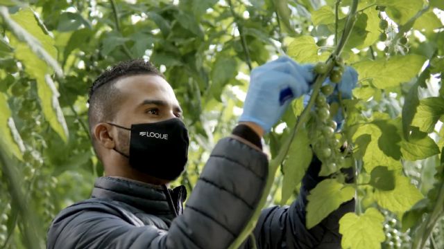 Looije cierra el 2021 con un crecimiento del 19% - 1, Foto 1