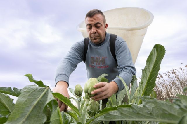 La alcachofa de la Vega Baja reivindica la Inteligencia Agraria frente a la IA tecnológica - 3, Foto 3