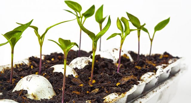La asociacin Meles, pone su pequeña semilla en Sierra Espuña, Foto 1