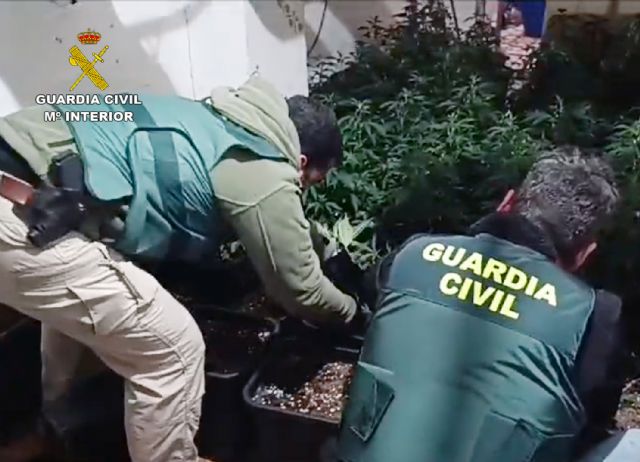 La Guardia Civil desmantela un invernadero con 200 plantas de marihuana en una céntrica vivienda de Cieza - 1, Foto 1