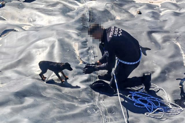 La Policía Local rescata a un perro atrapado en la mota del río Segura - 1, Foto 1