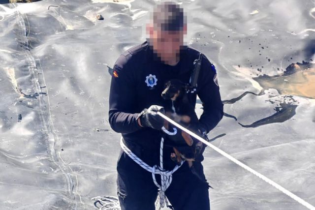 La Policía Local rescata a un perro atrapado en la mota del río Segura - 2, Foto 2
