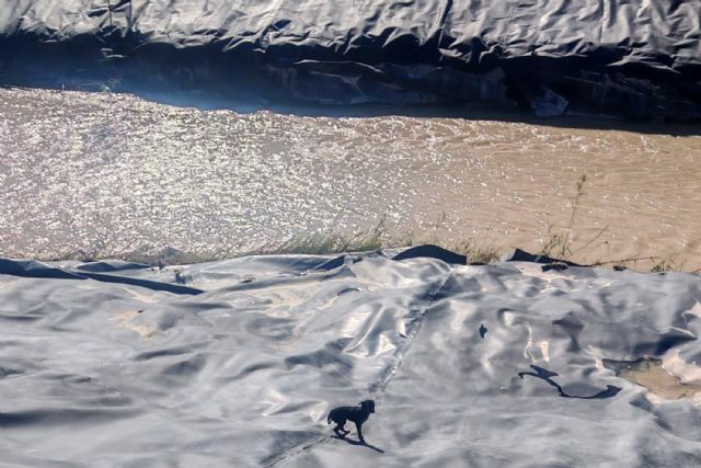 La Policía Local rescata a un perro atrapado en la mota del río Segura - 5, Foto 5