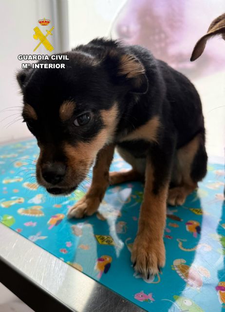 La Guardia Civil investiga en Caravaca de la Cruz a tres personas por abandono y maltrato animal - 2, Foto 2