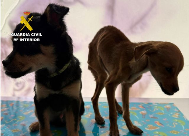 La Guardia Civil investiga en Caravaca de la Cruz a tres personas por abandono y maltrato animal - 3, Foto 3