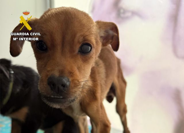 La Guardia Civil investiga en Caravaca de la Cruz a tres personas por abandono y maltrato animal - 4, Foto 4
