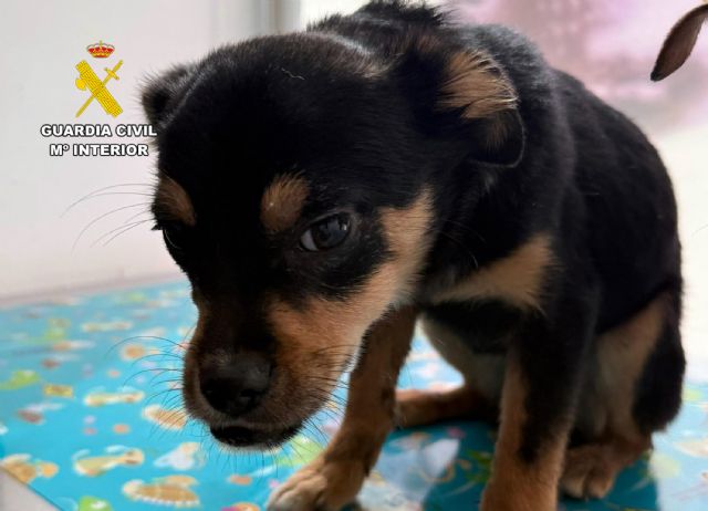 La Guardia Civil investiga en Caravaca de la Cruz a tres personas por abandono y maltrato animal - 5, Foto 5