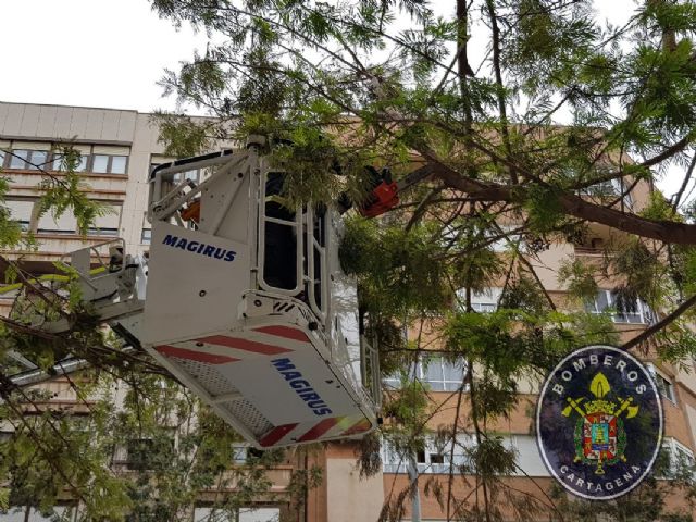 Los Bomberos de Cartagena realizan 12 intervenciones por el fuerte viento - 1, Foto 1