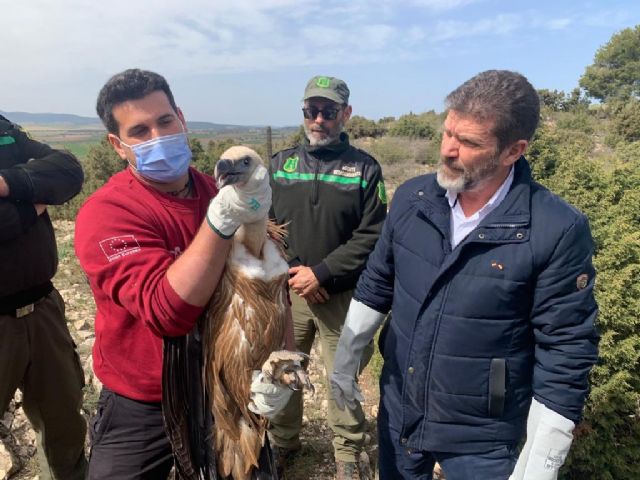 Liberado un buitre leonado en la sierra de Mojantes tras ser tratado en el Centro de Recuperación de Fauna de la Comunidad - 1, Foto 1
