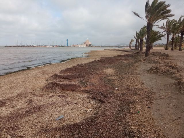 Unidas Podemos denuncia la falta de retirada de biomasa en la playa de Los Urrutias - 1, Foto 1