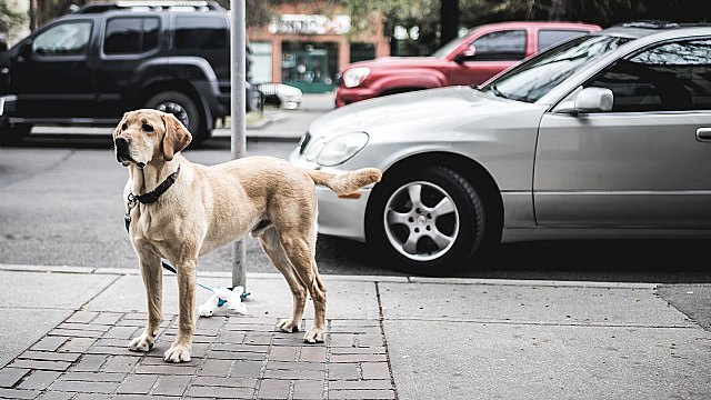 Babyauto desarrolla el primer cinturón de seguridad para perros y hace más seguros los viajes en familia - 1, Foto 1
