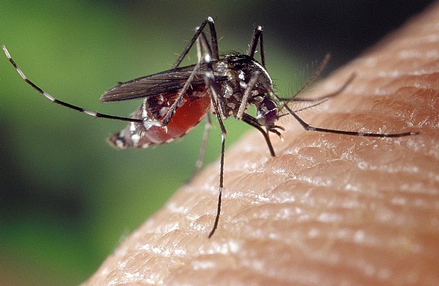 Salud intensifica la sensibilización para prevenir la proliferación del mosquito tigre - 1, Foto 1