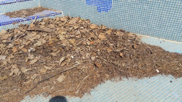 El PP exige la ejecución de las obras que eviten el cierre este verano por tercer año consecutivo de las piscinas municipales de La Torrecilla - 4, Foto 4