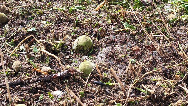 Rubira visita cultivos afectados por el pedrisco en el Altiplano - 2, Foto 2
