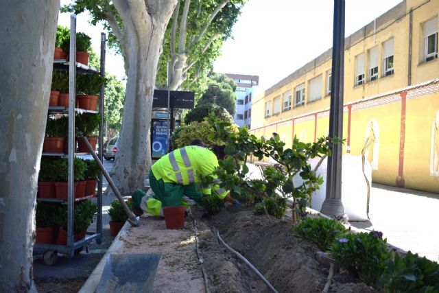 Las jardineras del Paseo Alfonso XIII renuevan su imagen - 1, Foto 1