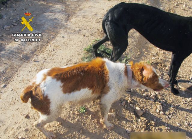 La Guardia Civil investiga a un vecino de Jumilla por caza furtiva de liebres - 2, Foto 2