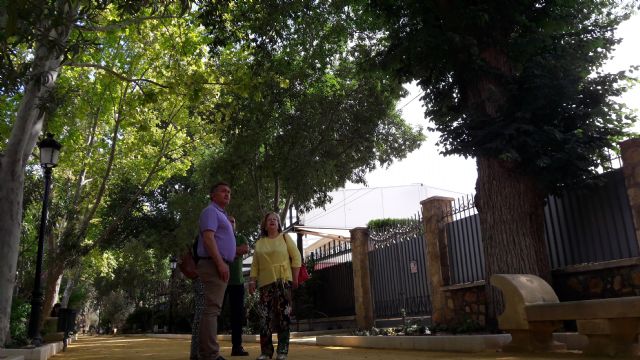 Una falsa platanera de 35 metros de altura, un olivo de 5,3 metros de diámetro troncal y el enebro de Alcoluche, entre los ejemplares destacados del Catálogo Municipal de Árboles - 1, Foto 1