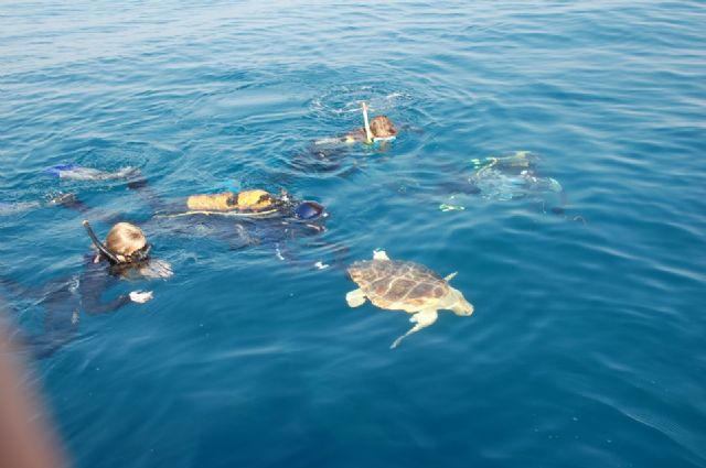 Una campaña de sensibilización explicará a bañistas y turistas cómo actuar si ven un intento de anidación de tortugas marinas - 1, Foto 1