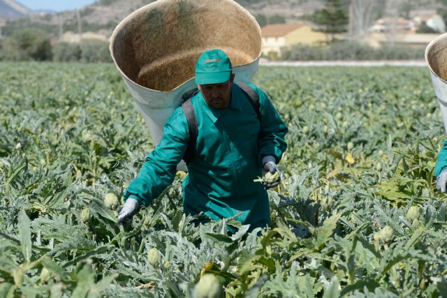 Alcachofa de España reclama ayudas directas para un sector primario en estado de alarma desde antes de la Covid-19 - 1, Foto 1