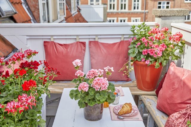 Los expertos recomiendan los geranios como planta resistente a las temperaturas estivales de Murcia - 2, Foto 2