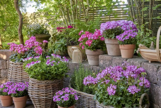 Los expertos recomiendan los geranios como planta resistente a las temperaturas estivales de Murcia - 3, Foto 3