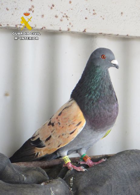 La Guardia Civil recupera 34 palomos deportivos sustra�dos en Albudeite
