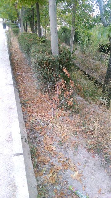 El PP denuncia el estado de sequedad y abandono del Camino del Huerto y Las Fuentes del Marqués - 2, Foto 2