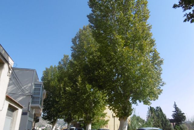 Parques y jardines inspecciona plátanos de sombra de más de 25 metros en Monteagudo - 1, Foto 1