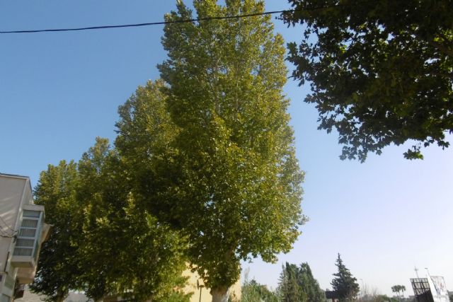 Parques y jardines inspecciona plátanos de sombra de más de 25 metros en Monteagudo - 2, Foto 2