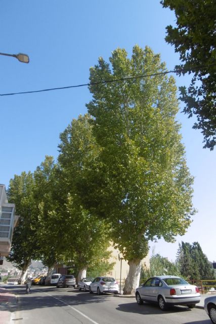 Parques y jardines inspecciona plátanos de sombra de más de 25 metros en Monteagudo - 3, Foto 3