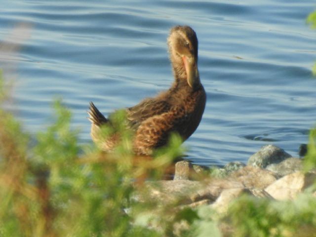 Fotos (c): Diego Zamora (ANSE), Foto 1