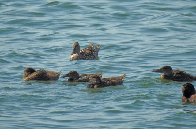 Hidrogea y ANSE detectan nidos del pato cuchara en las lagunas de la depuradora de Cabezo Beaza - 2, Foto 2