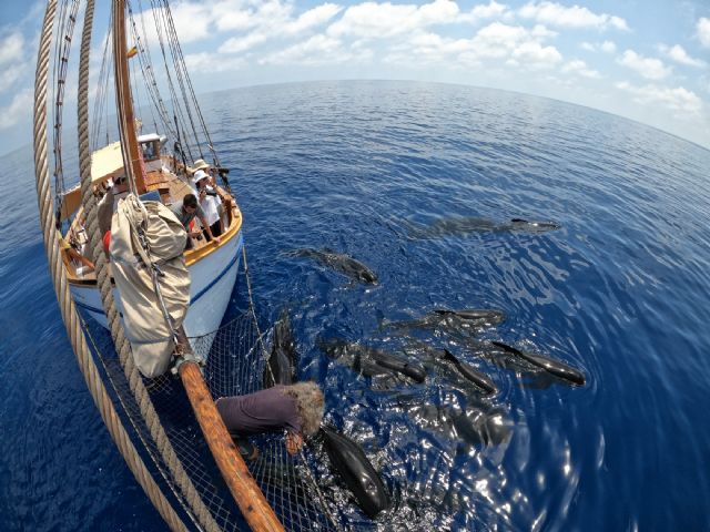 ANSE recorre 2000 kms de las costas de la Región de Murcia y Andalucía estudiando calderones comunes y otros cetáceos - 2, Foto 2