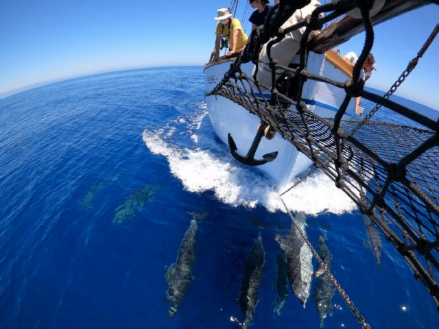 ANSE recorre 2000 kms de las costas de la Región de Murcia y Andalucía estudiando calderones comunes y otros cetáceos - 3, Foto 3