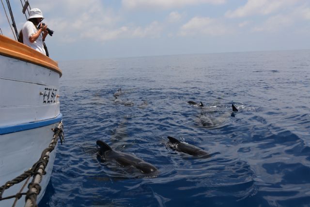 ANSE recorre 2000 kms de las costas de la Región de Murcia y Andalucía estudiando calderones comunes y otros cetáceos - 4, Foto 4
